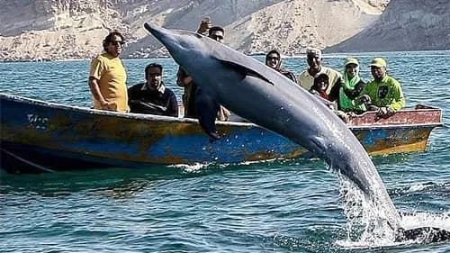 تور و گشت نیم روز جزیره هنگام از قشم