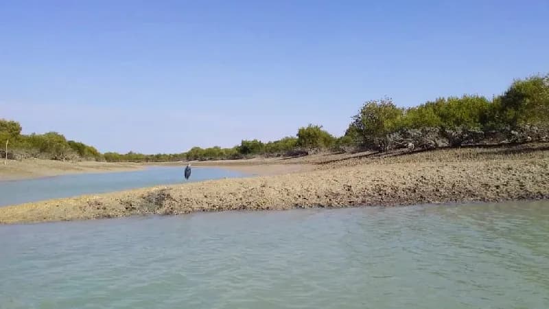 پرندگان مهاجر در جنگل‌های حرا قشم