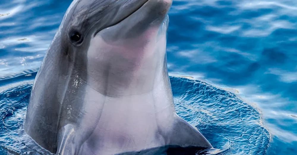 پرش دلفین‌ها در نزدیکی قایق‌های گردشگری قشم