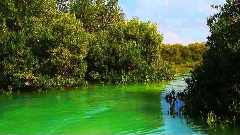 طبیعت بکر جزیره قشم و جنگل‌های حرا