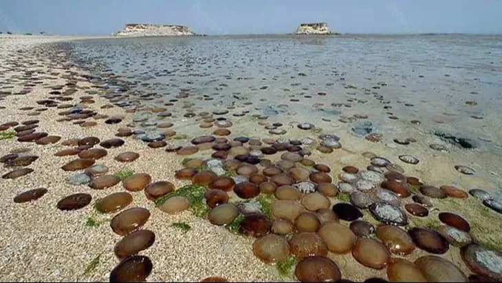 نمای هوایی از تلاقی صخره و دریا در خلیج فارس