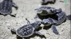 نمای نمادین از بخش حیات وحش و اسکلت نهنگ در موزه