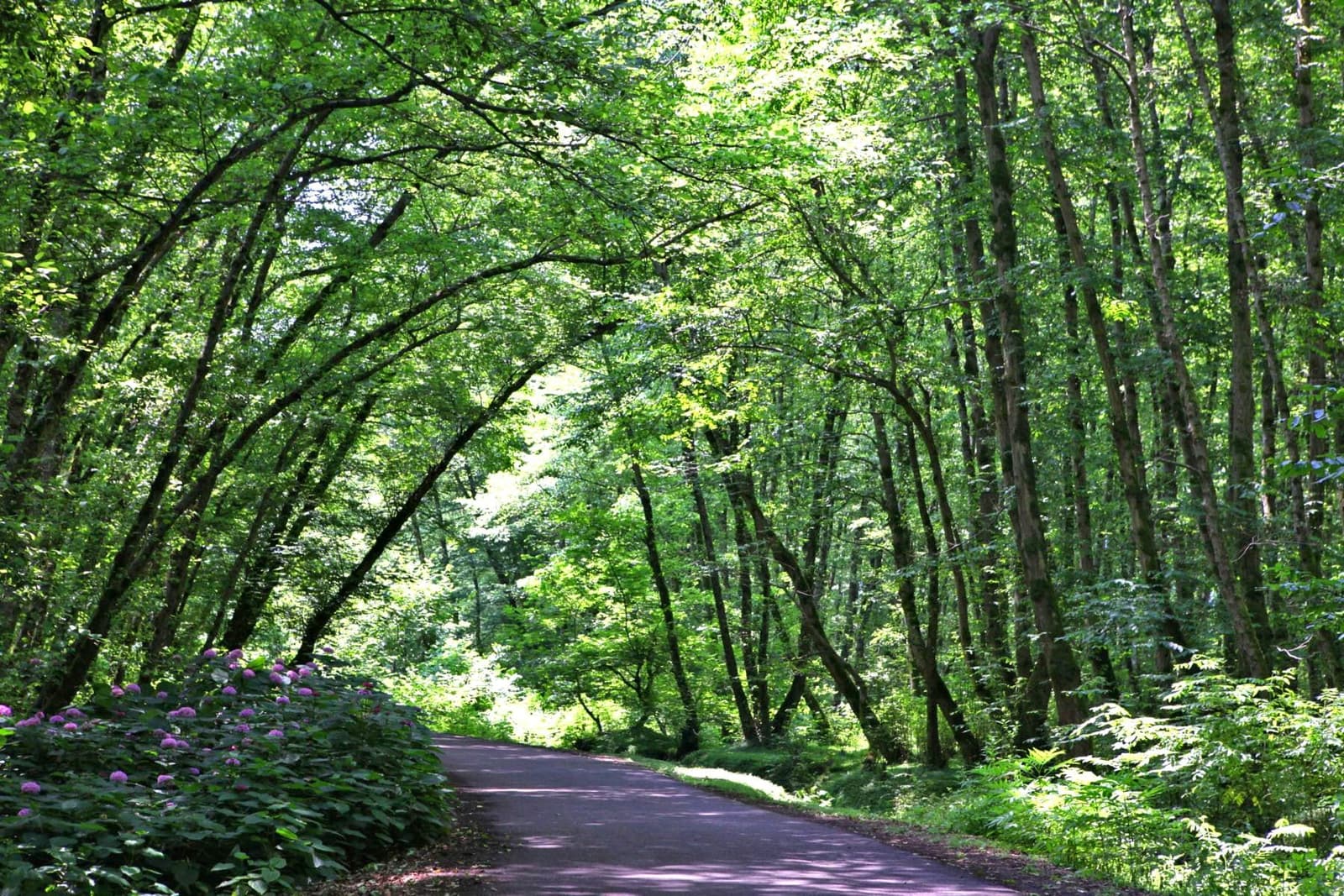 جاده جنگلی گیسوم با تونل درختان سبز و گل‌های کنار مسیر