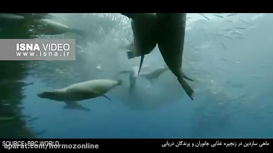 نقش «ساردین» در زنجیره غذایی ماهی‌ها