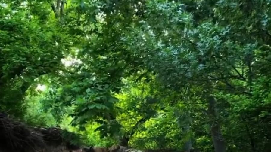 شیراز؛ طعم شعر و بوی بهارنارنج