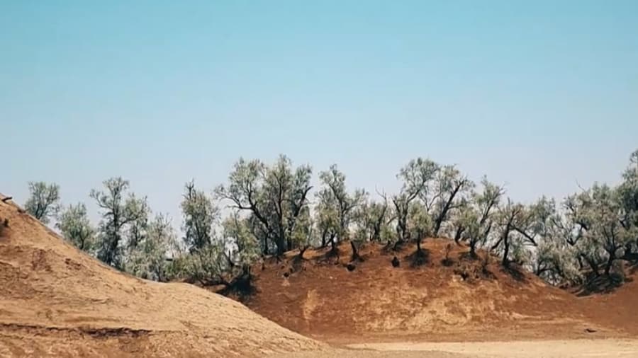 جنگل های نبکا، استان کرمان، ایران || Nebka Forest, Kerman Province, IRAN