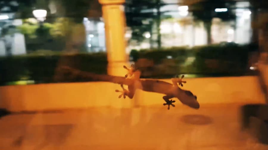 مارمولک سمج از هتل تا فرودگاه با ما اومد، بانکوک تایلند || Lizard