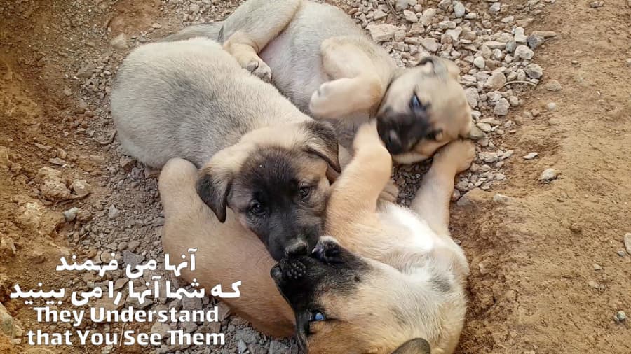 آنها می فهمند که شما آنها را می بینید || They Undrestand