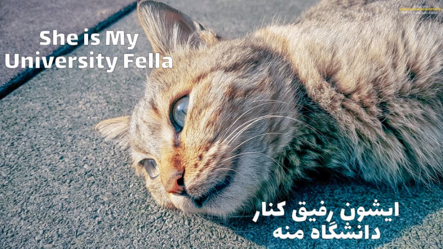 ایشون رفیق دم دانشگاهمونه، خونسرد و دوست داشتنی || She is my University Fella