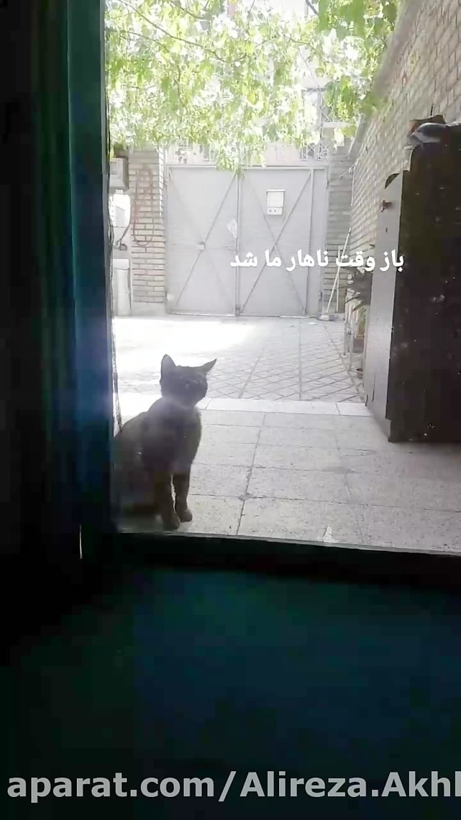 ایشون همسایه دوست داشتنی ما هستن