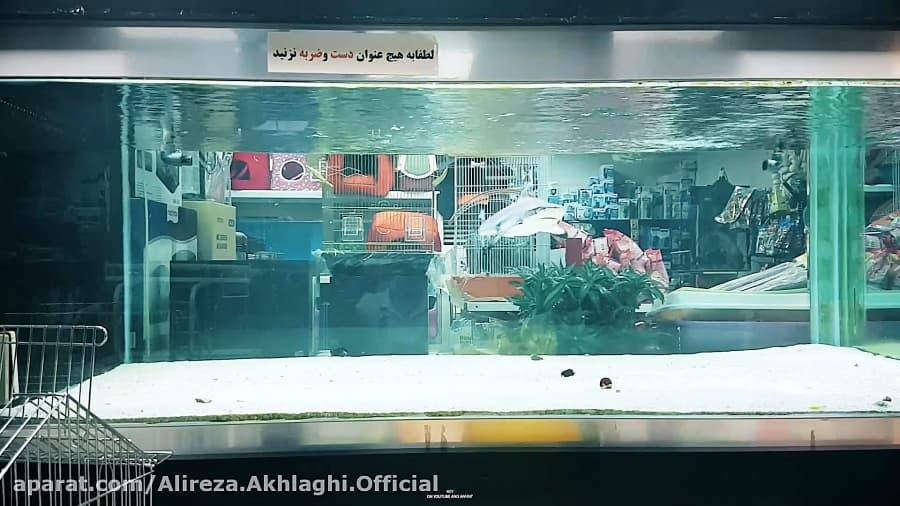 آیا این کوسست؟ || Is That Shark?