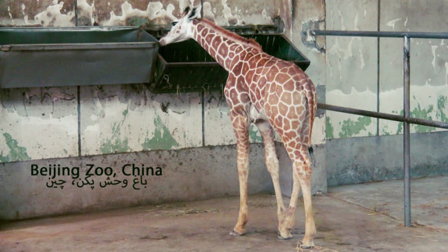 باغ وحش شهر پکن، چین || Beijing Zoo, China