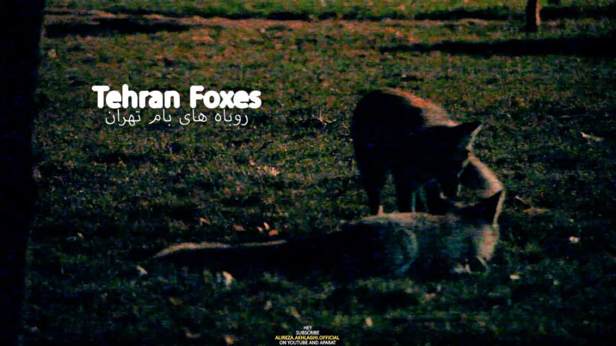 بالاخره تونستیم از روباه های بام تهران فیلمبرداری کنیم || Baam E Tehran