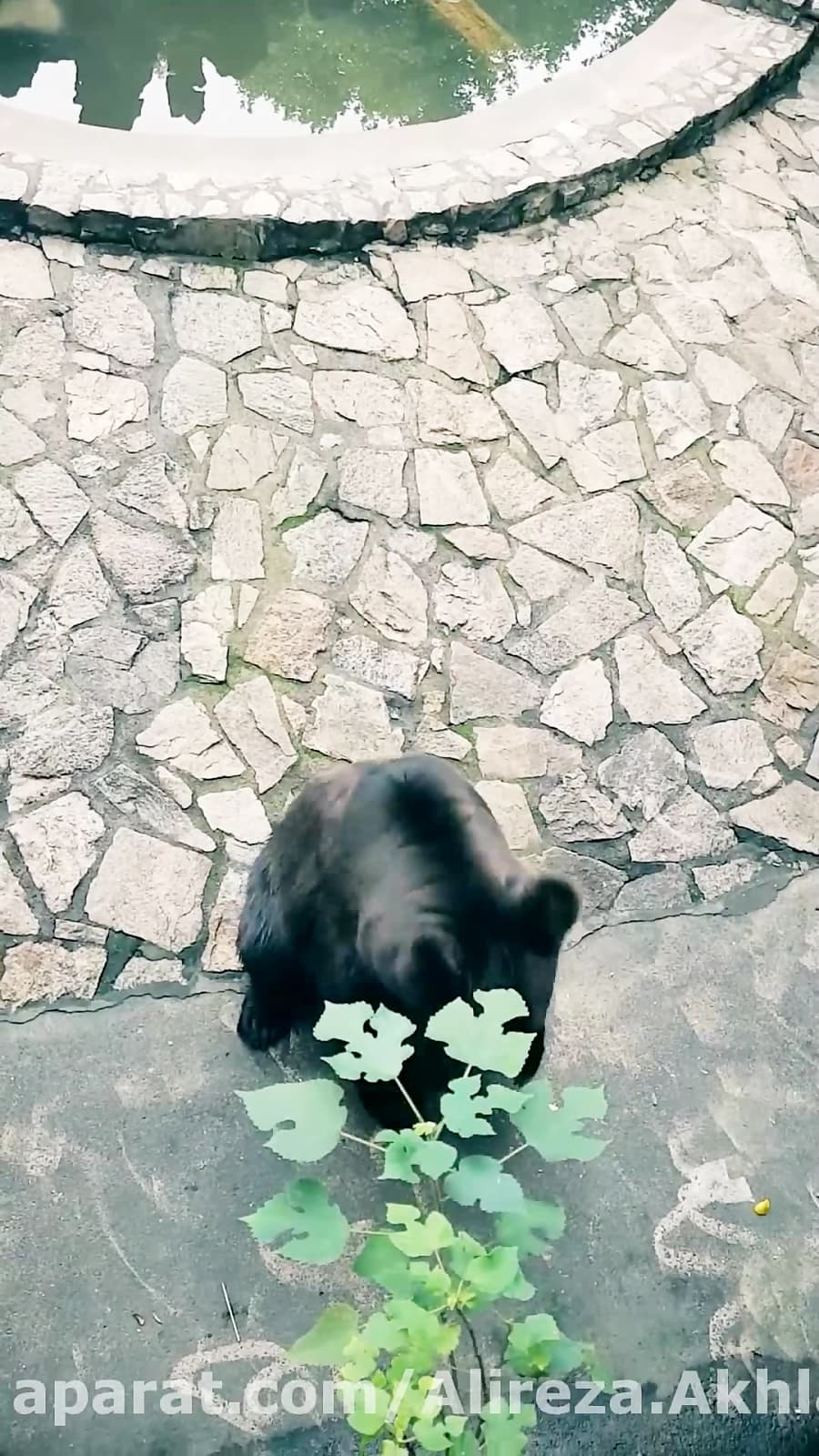 خرس های باغ وحش شانگهای، چین || Bears in Shanghai Zoo