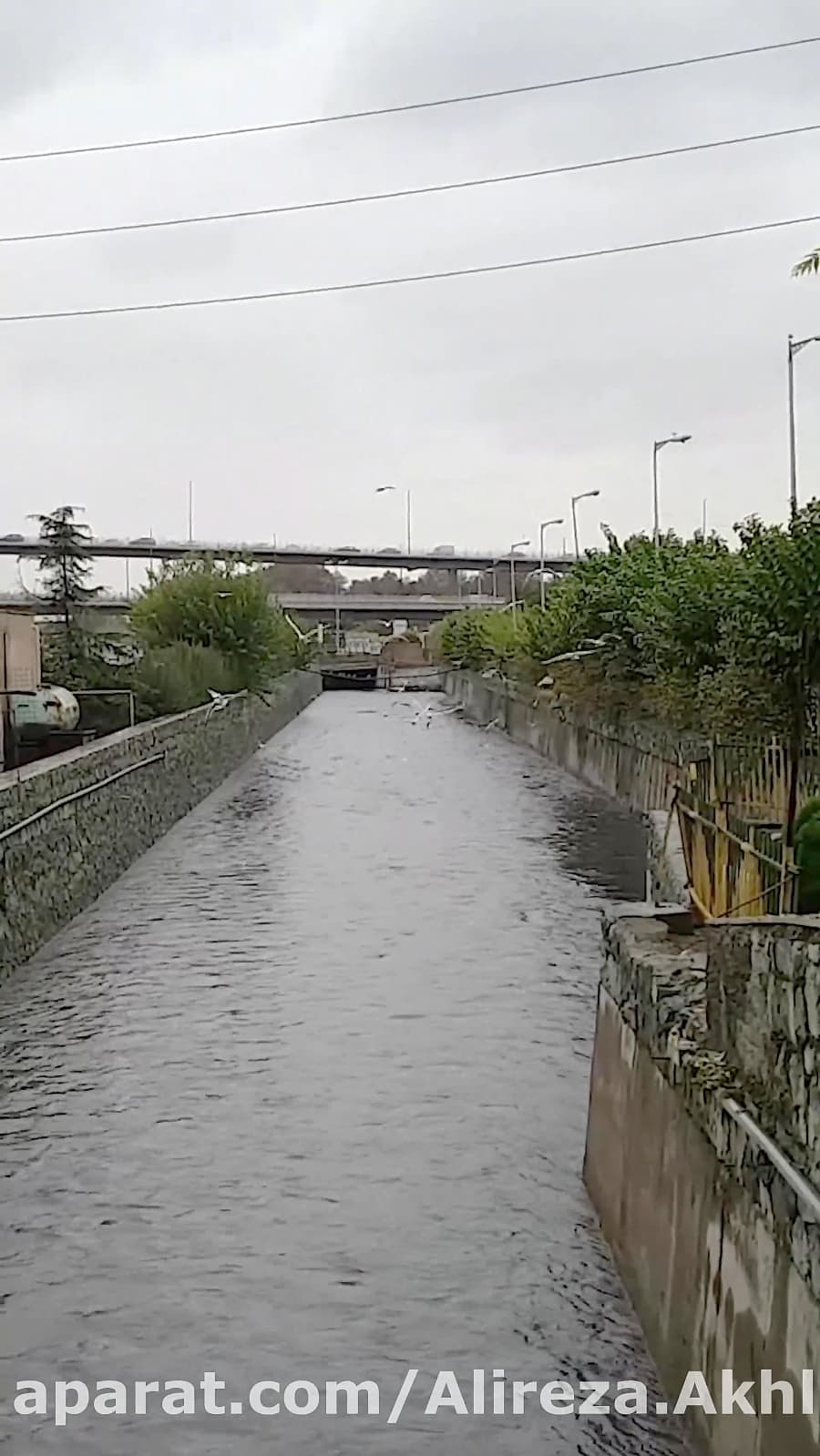 مرغان دریایی در تهران || Seabirds in Tehran