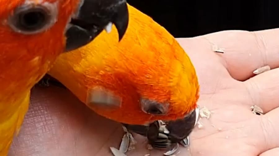 طوطی های خوشگل سافاری ورلد شهر بانکوک، تایلند // Safari World, Bangkok