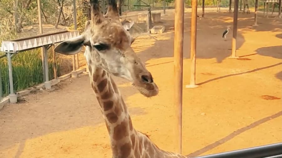 زرافه های سافاری وورلد بانکوک، تایلند // Safari World, Bangkok