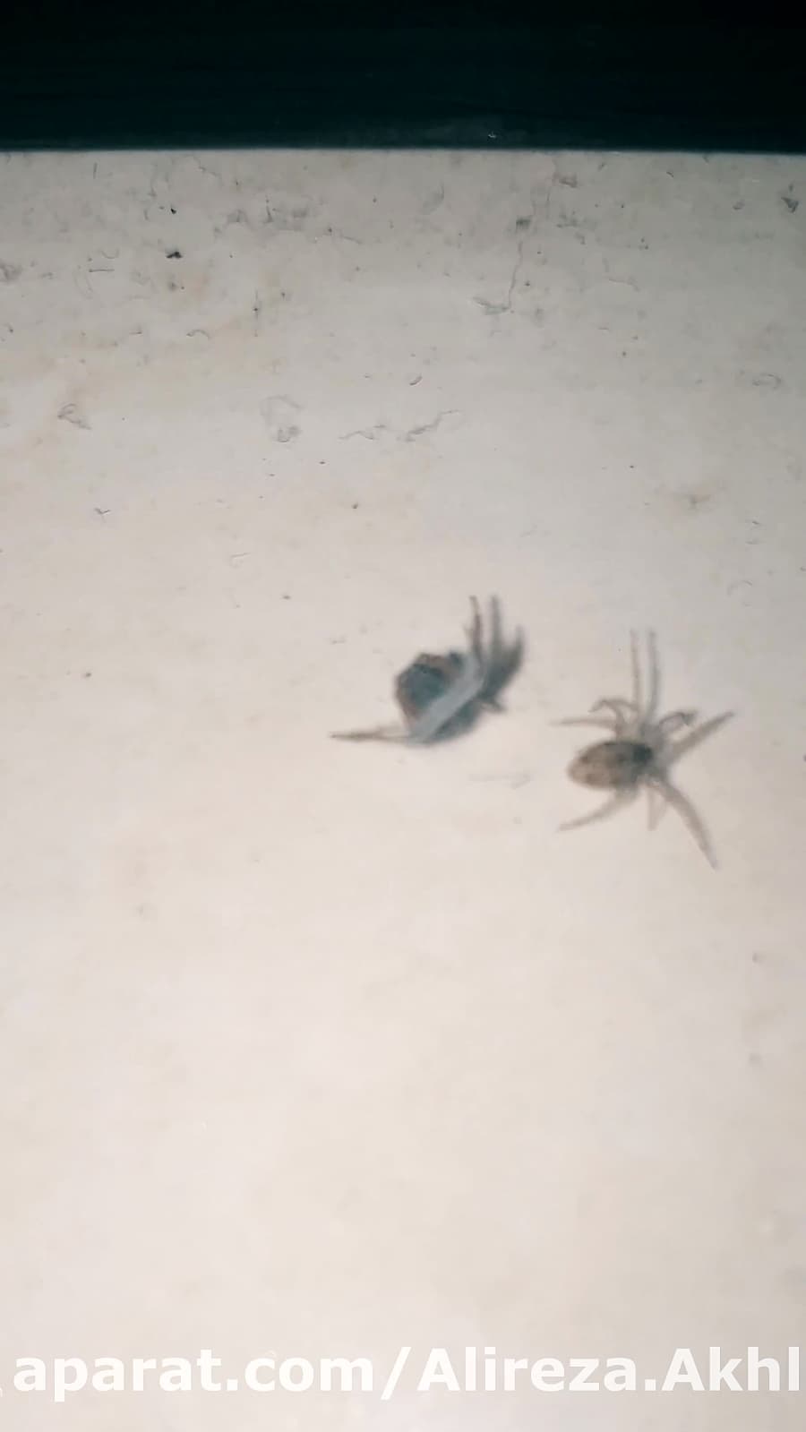 خوردن همنوع