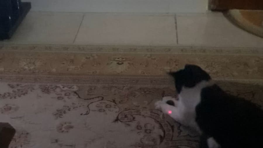 کی گربه بازیگوش ما رو دیده؟