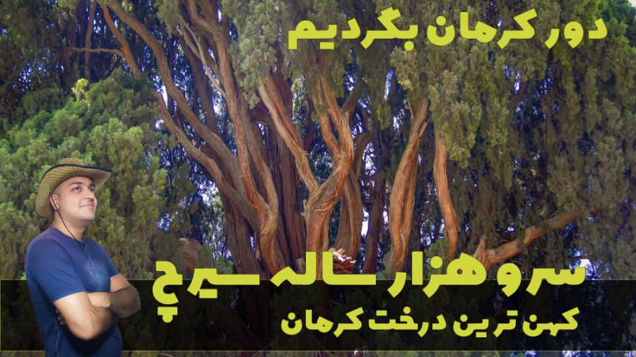 سرو هزارساله سیرچ، قدیمی ترین درخت استان کرمان