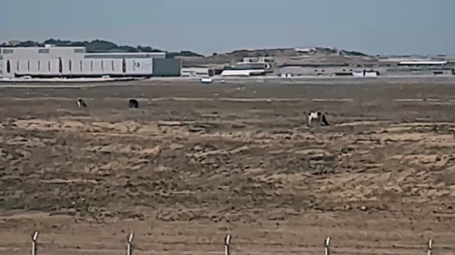 کلی گاو و گوسفند اطراف فرودگاه جدید شهر استانبول