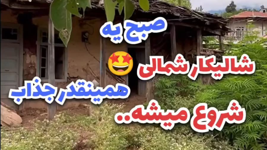 شالیکاری در شمال | برنج کاری در گیلان