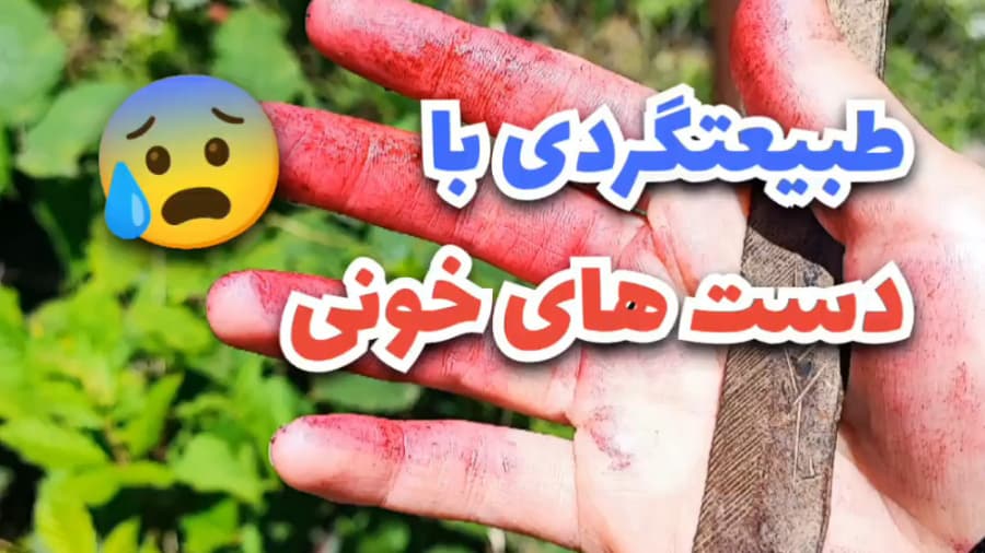 تمشک و تمشک چینی |  تمشک چینی در شمال