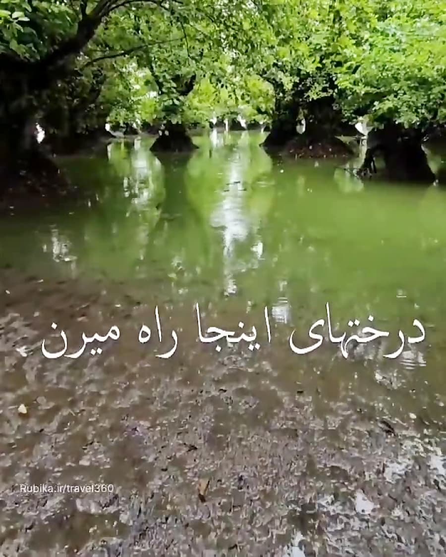 اینجا درخت ها راه میرن !!! تالاب استیل، آستارا، گیلان، ایران