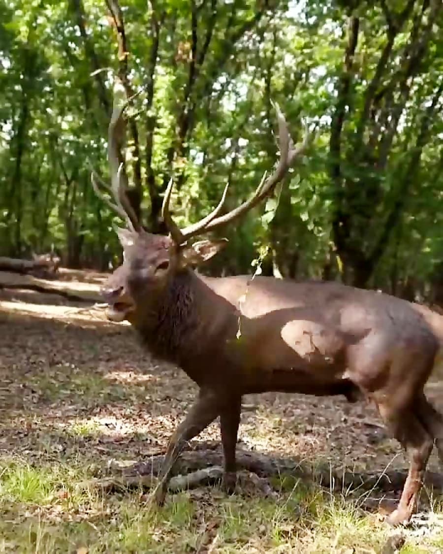 گاوبانگی یا فصل جفت گیری مرال ها در جنگل های شمال کشور | ورود ممنوع