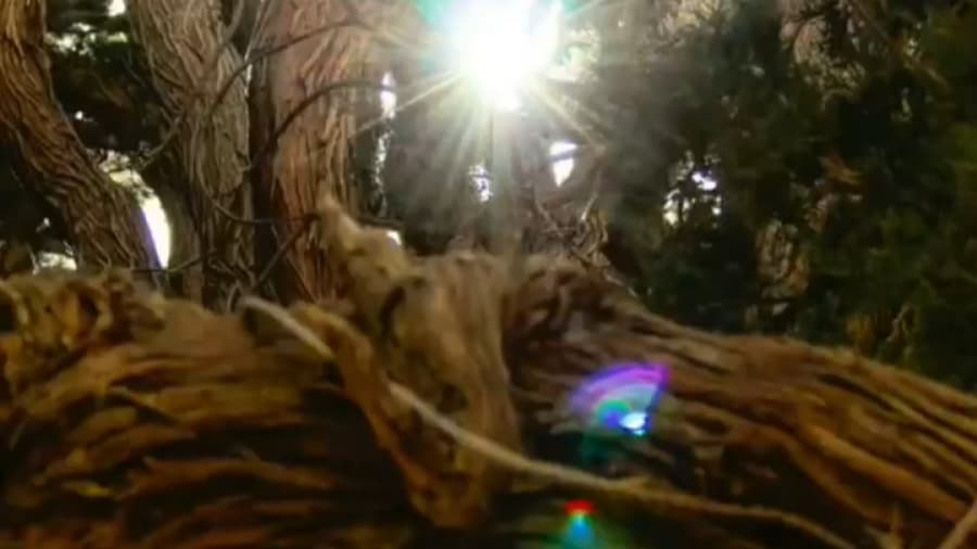 سرو هزار ساله سیرچ // استان کرمان