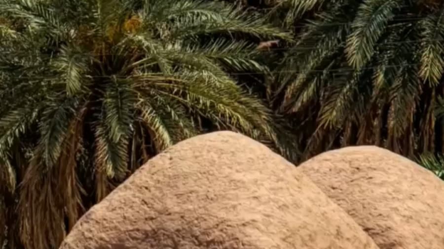 درختان سربرفراشته نخل کرمان // Visit Kerman