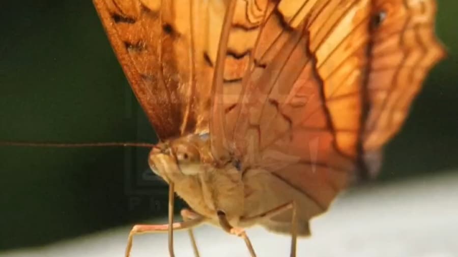 باغ پروانه های شهر کوالالامپور، مالزی