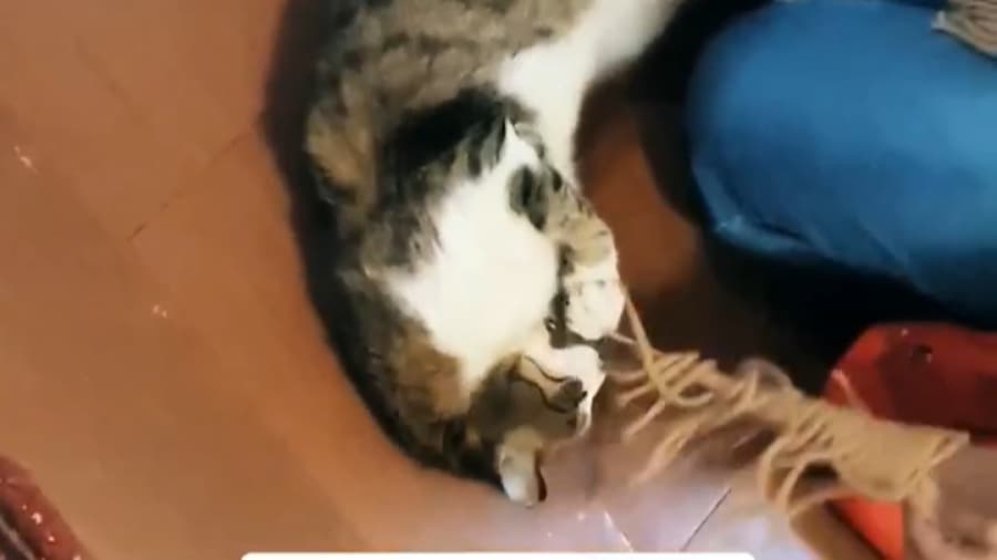 موزه گربه های ایرانی تهران