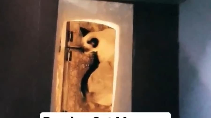 موزه گربه های ایرانی رو از دست ندید