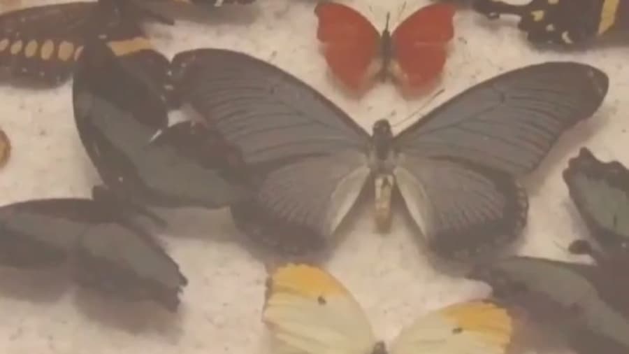 موزه برادران امیدوار در کاخ سعد آباد // دور تهران بگردیم