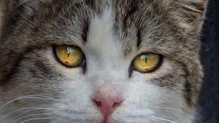 با حیوانات مهربون باشیم // عکاسی از گربه های باغ موزه قصر تهران