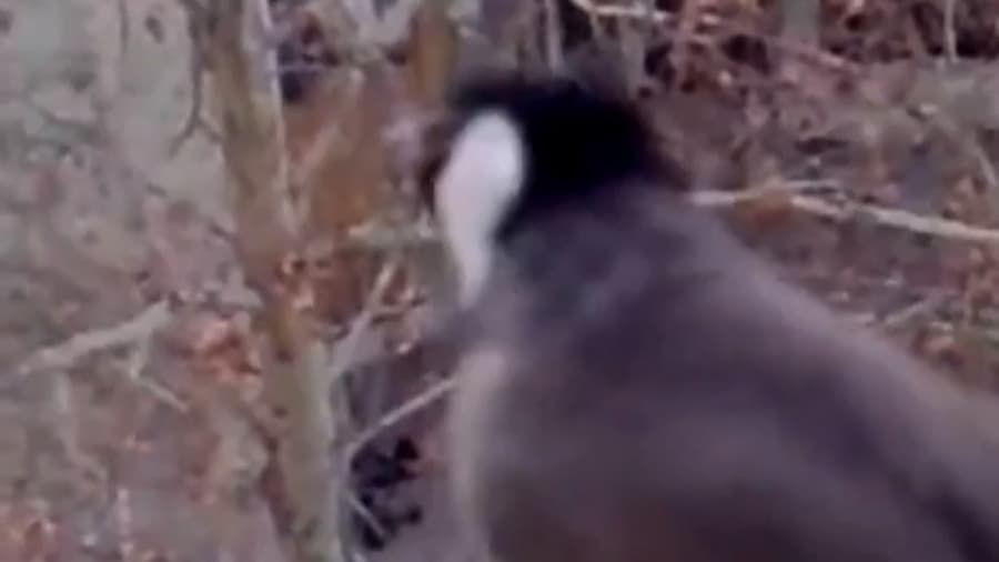 غذارسانی به حیوانات تو فصل سرما رو فراموش نکنید // با حیوانات مهربان باشیم