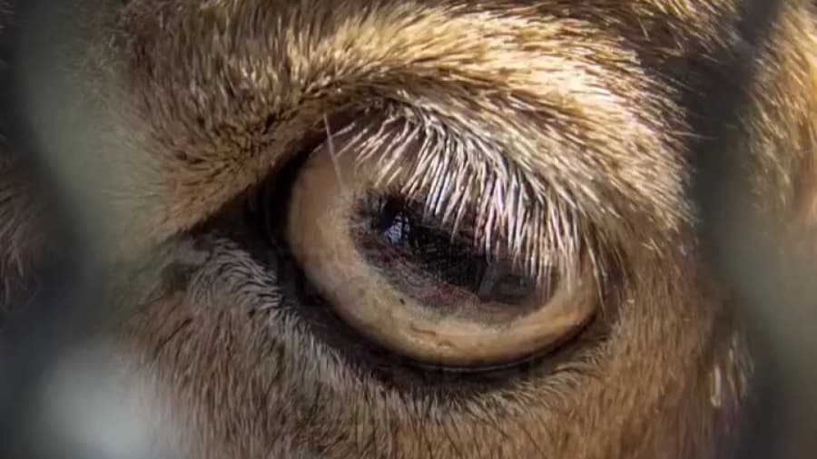 عکاسی از باغ وحش صفادشت کرج