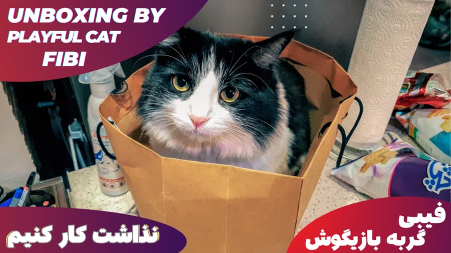 فیبی ما، گربه بازیگوشی که دوست داره همه جا سرک بکشه