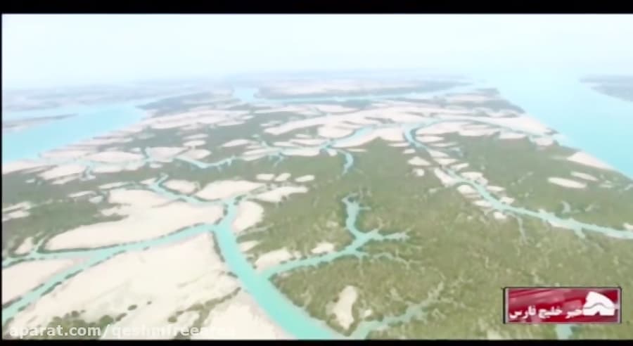 گزارش خبری استانی/ گل دهی درختان حرا در قشم