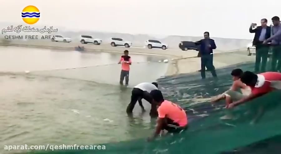 آغاز برداشت میگودرسال 96 ازمزرعه پرورش میگوی مرواریدقشم