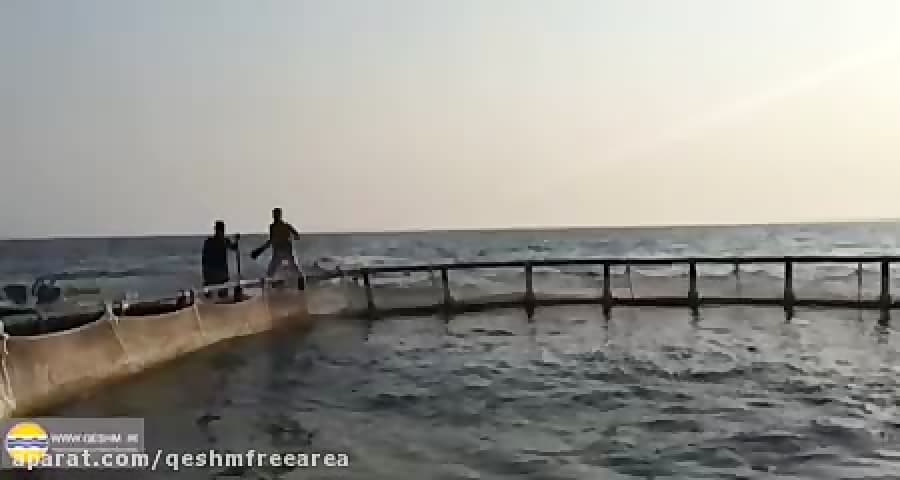 غذادهی به ماهیان در حال رشد به روش پرورش ماهی در قفس