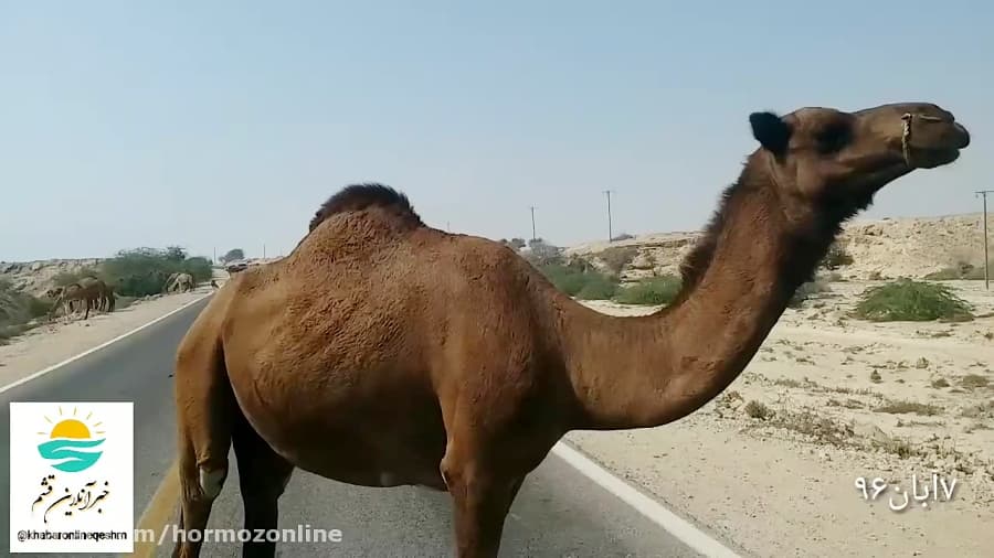 باغ وحش بدون بلیط در جاده های قشم
