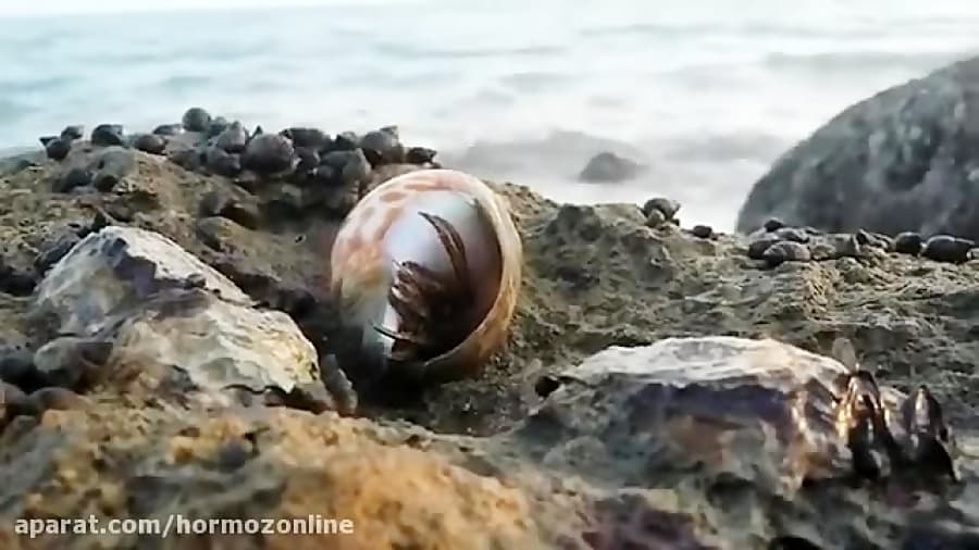 کالنگ جزیره قشم