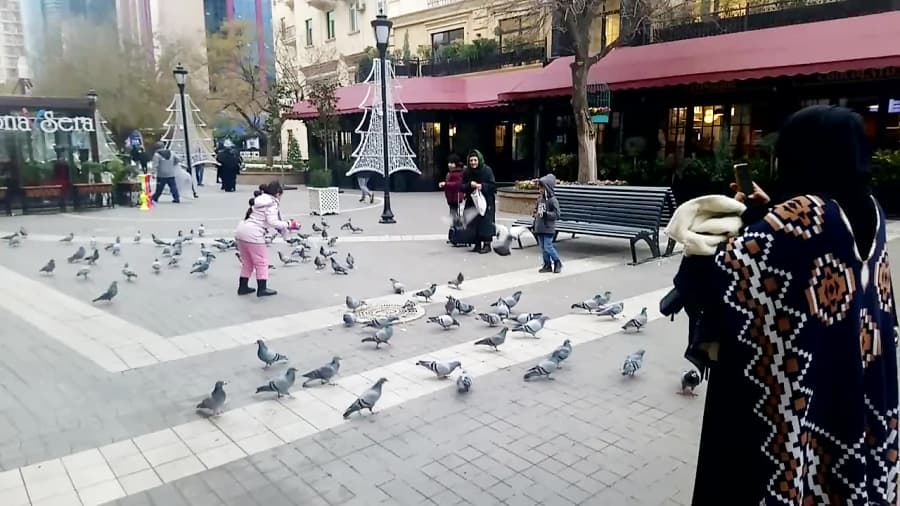 تارگوی، باکو