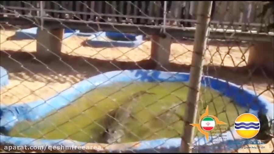 پارک کروکودیل قشم ،لمس طبیعت در نوروز 97 شماره 48