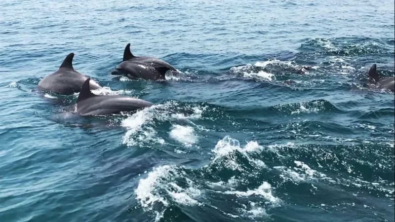 دیدن دلفینها در جزیره هنگام قشم