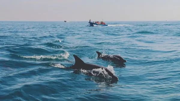 خانواده در حال تماشای دلفینها در جزیره قشم
